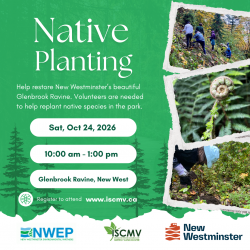 Native Species Planting - Glenbrook Ravine photo