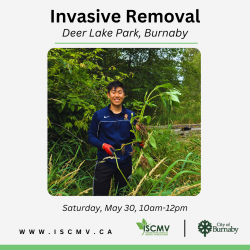 Invasive Removal - Deer Lake Park - May 2026 photo