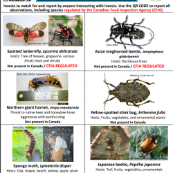Watch & Report Invasive Insects! photo